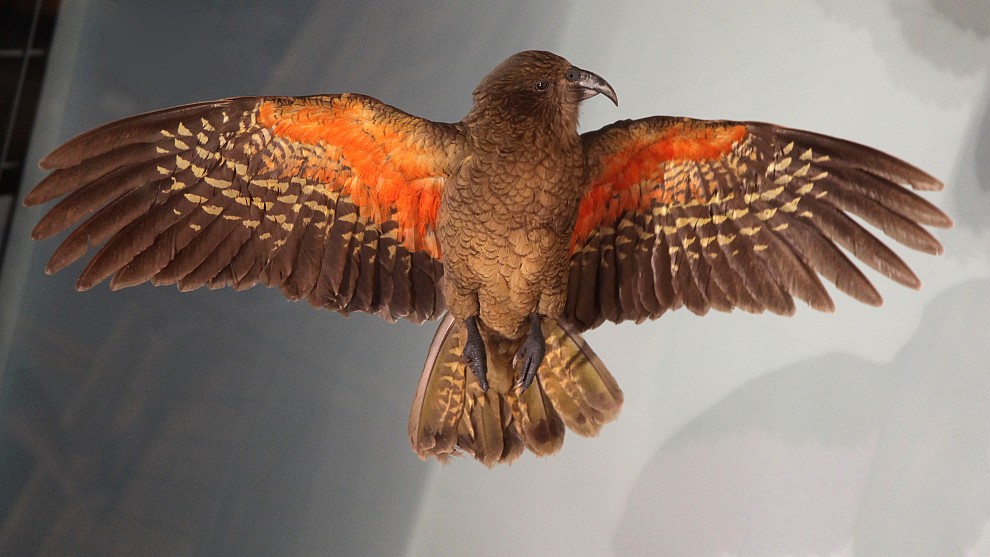 Kea